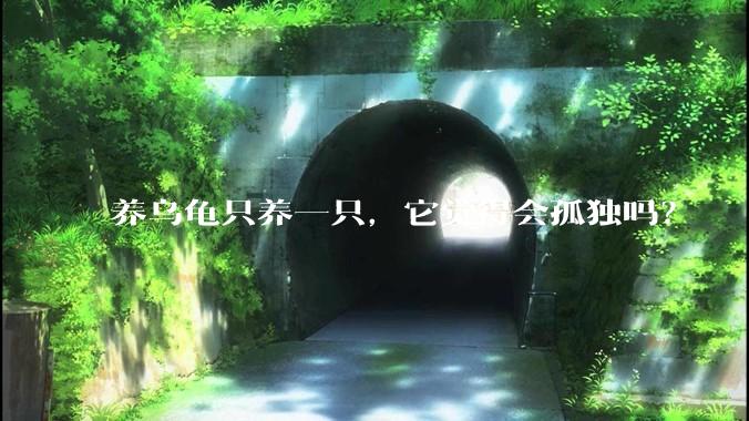 养乌龟只养一只，它觉得会孤独吗？